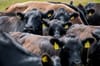 Kansas Cattle On Feed Down 3%